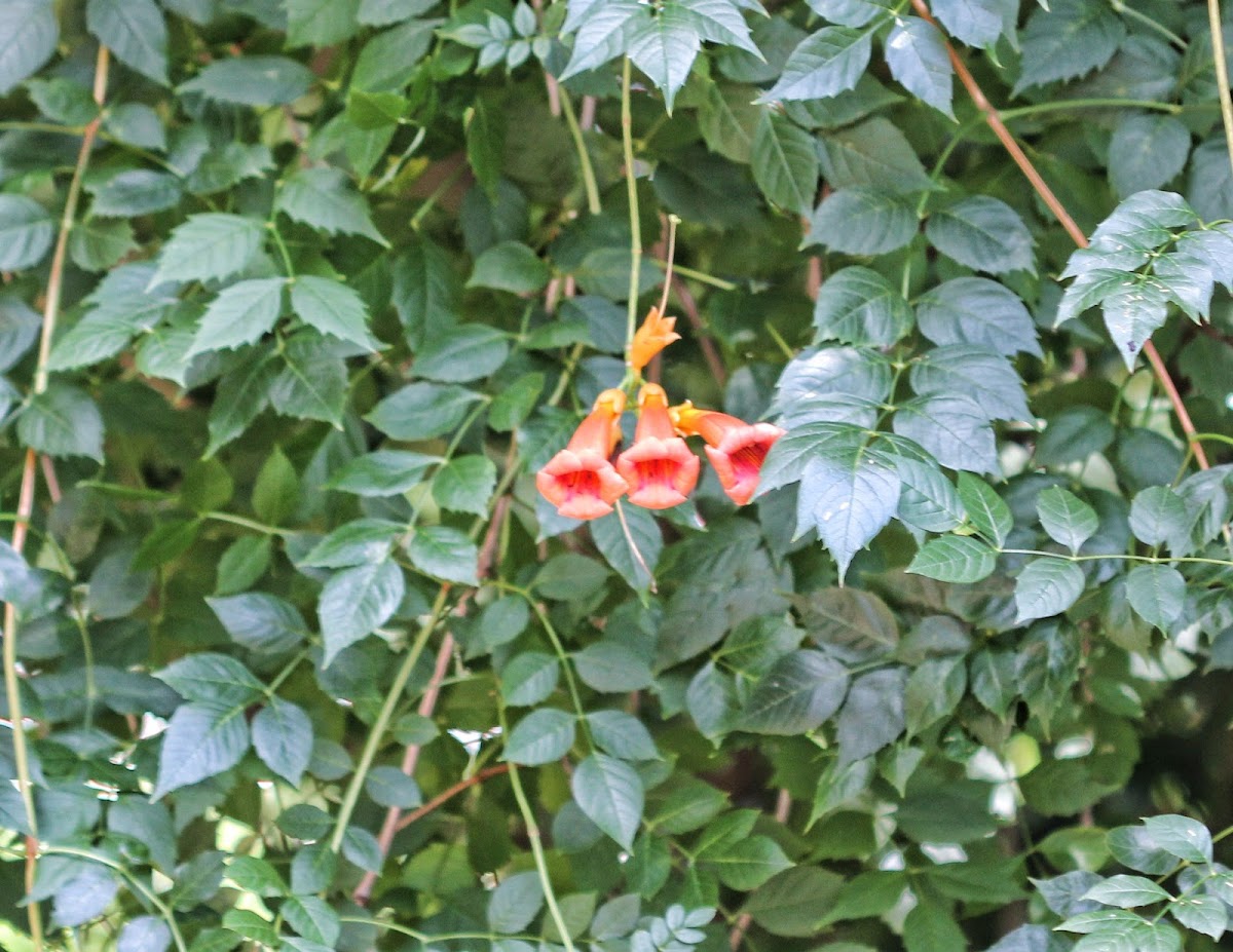 Trumpet Creeper