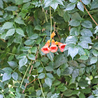 Trumpet Creeper