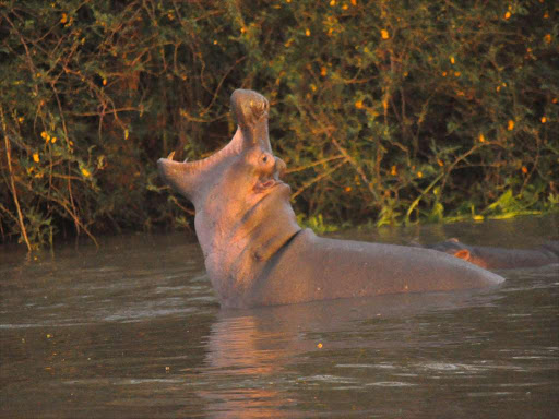 A hippo in Lake Naivasha.