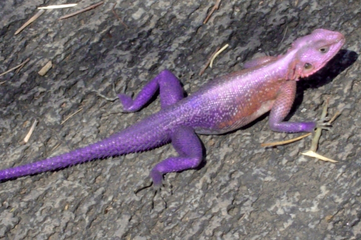 Sorprendentemente viola di Matteonanoix