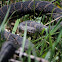 Northern Water Snakes (In Striking Position)