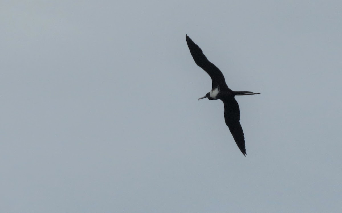 Magnificent Frigatebird