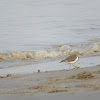 Common Sandpiper