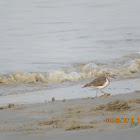 Common Sandpiper