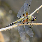 Four-spotted Chaser