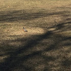 American Robin