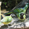 Green Jay