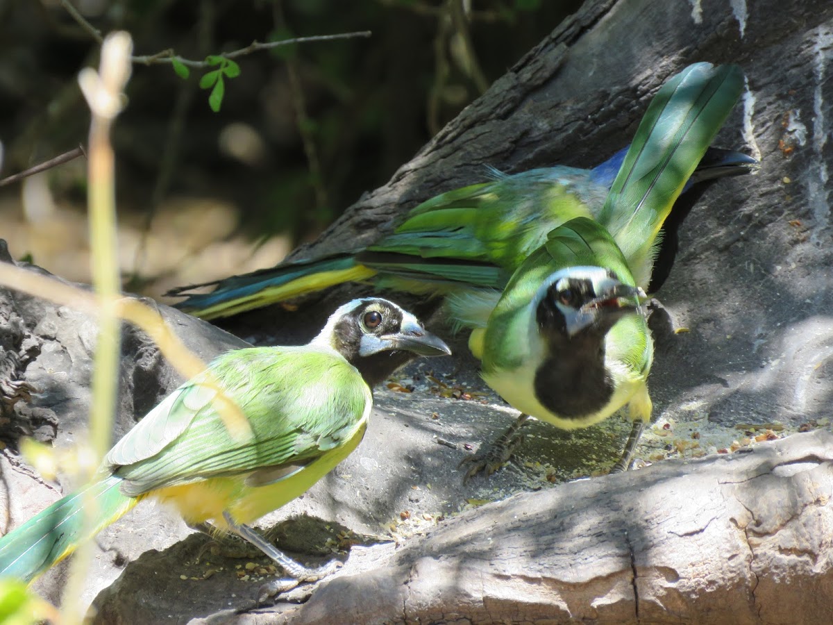 Green Jay