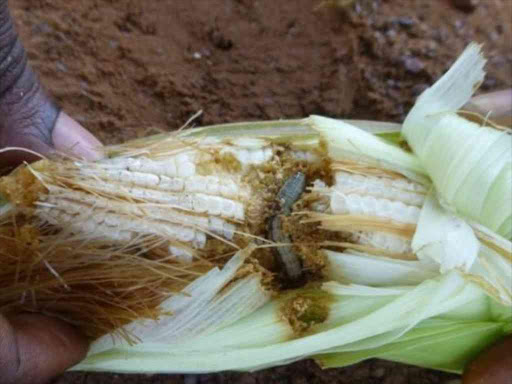 An army worm burrows into maize. /COURTESY