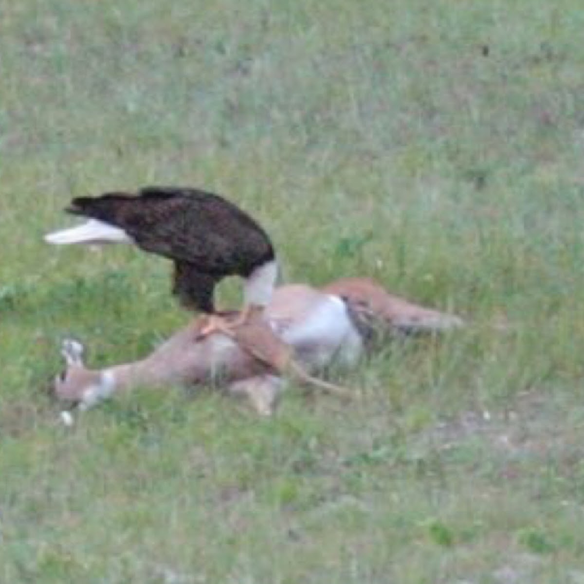 Bald Eagle