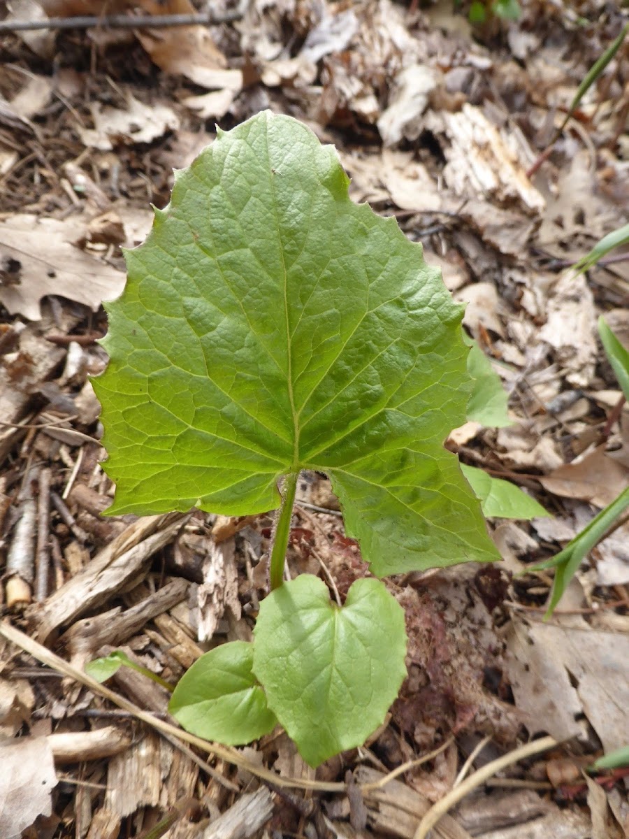 White Rattlesnake-root