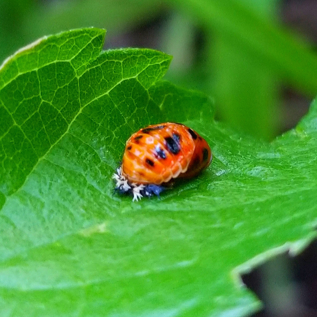 Asian ladybeetle pupae