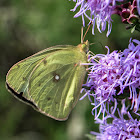 Orange Sulphur