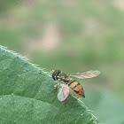 Hoverfly