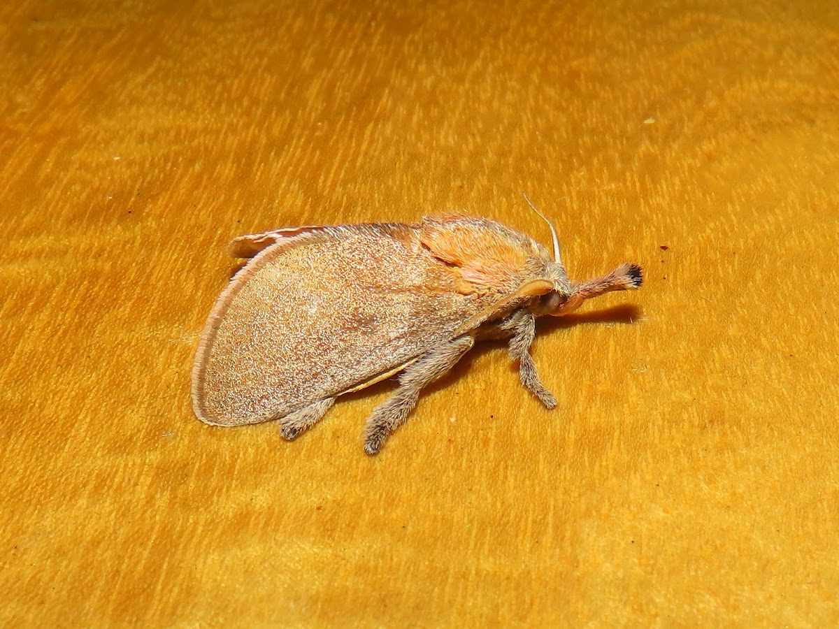 Moth from Compostella, Mindanao