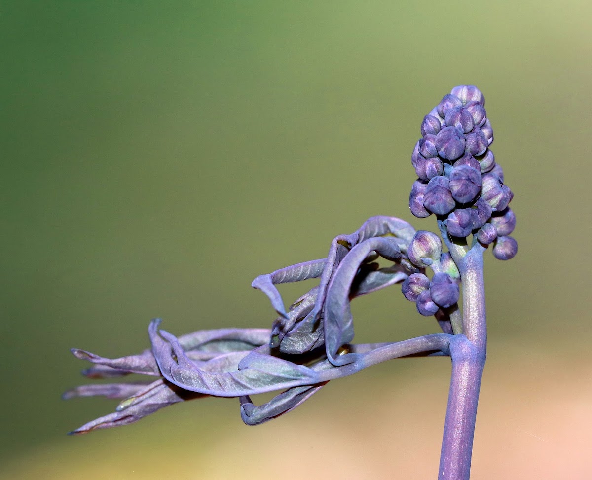 Blue Cohosh