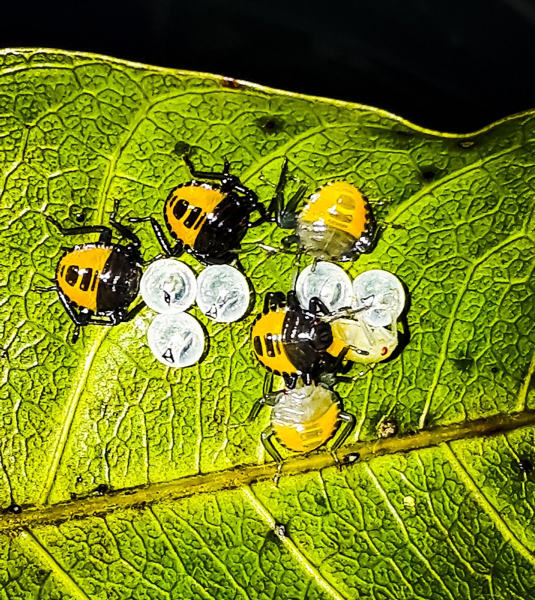 Brown marmorated stink bug nymphs