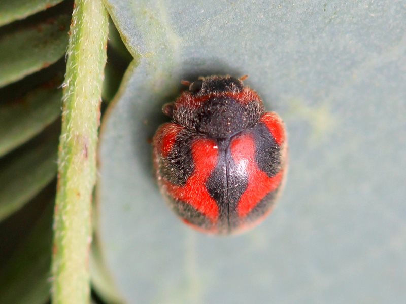 Cardinal Ladybird Beetle