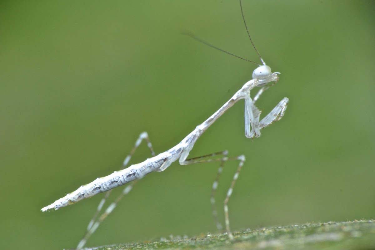 Praying Mantis