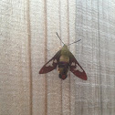 Hummingbird Clearwing