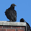 Black Vulture