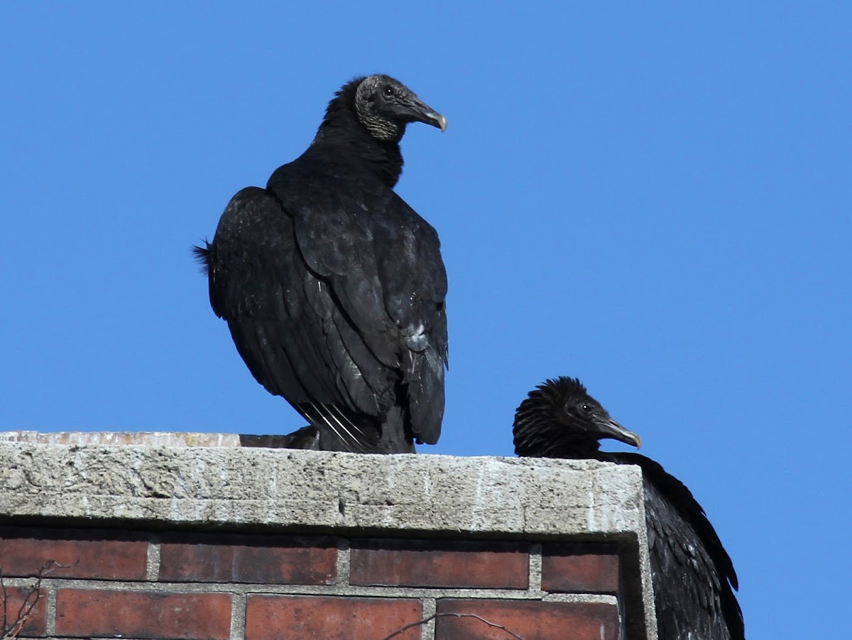 Black Vulture