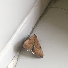 Moth