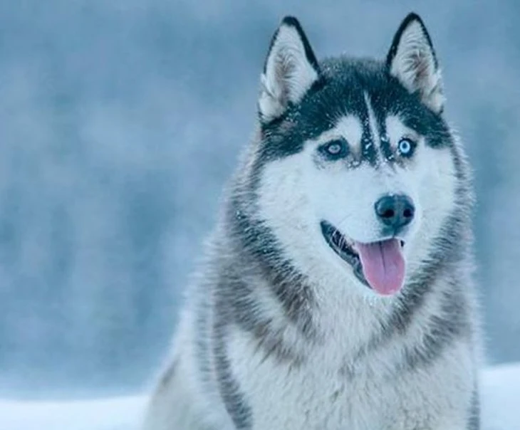 「いじめを受ける私を守る飼い犬」のメインビジュアル