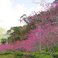 金針山 青山農場