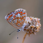 Brown Argus