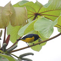 spot crowned euphonia