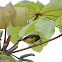 spot crowned euphonia