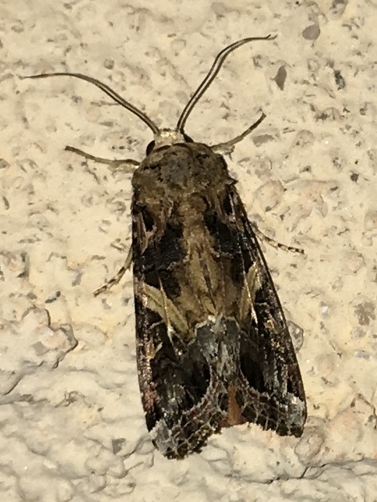 Yellow-striped Armyworm Moth