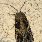 Yellow-striped Armyworm Moth