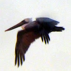 Brown pelican