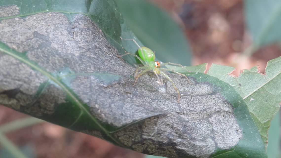 Araña verde saltadora.