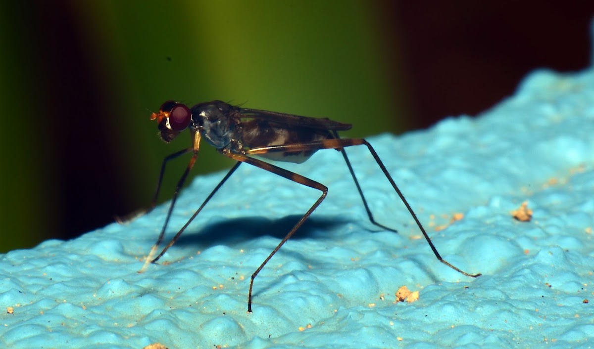 Stilt-legged Flie