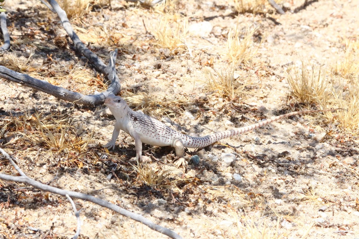 Desert Iguana