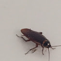 Cockroach