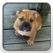 Olde English Bulldogge Theme  Icon