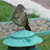 Canyon Towhee