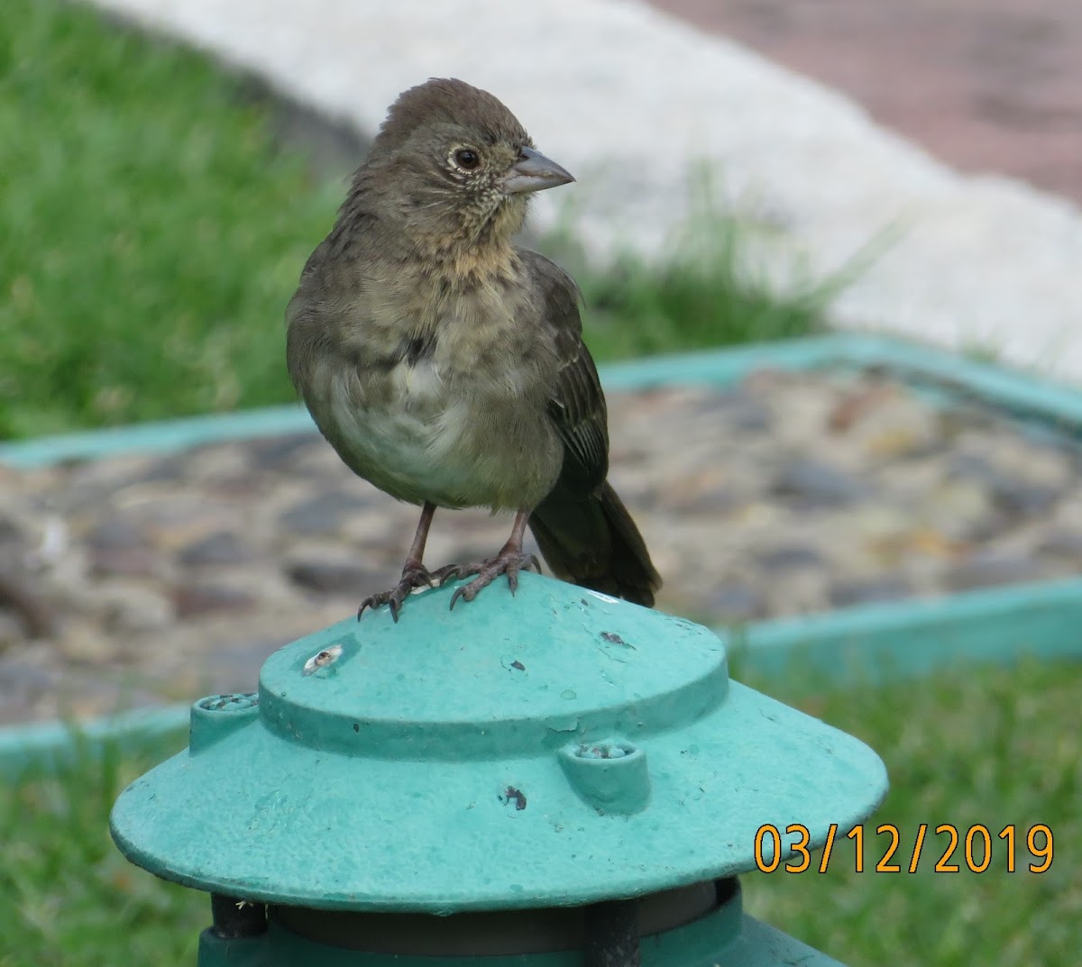 Canyon Towhee