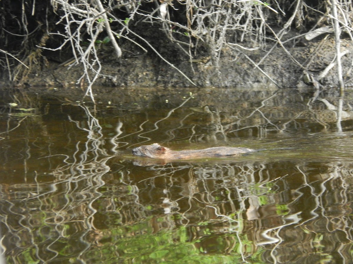 Muskrat