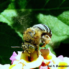 Blue Banded Bee