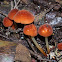 Marasmius elegans