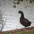 East indies Domestic duck