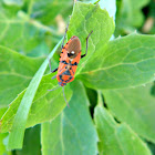 Harlequin bug