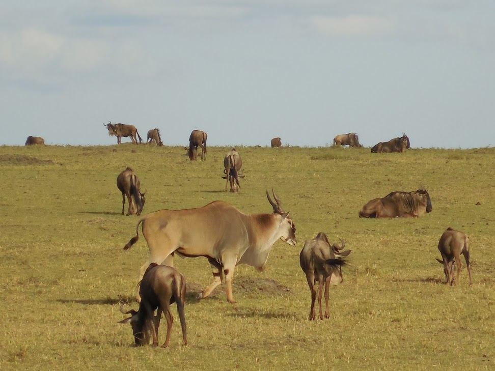 Кения и Занзибар июль-август 2014