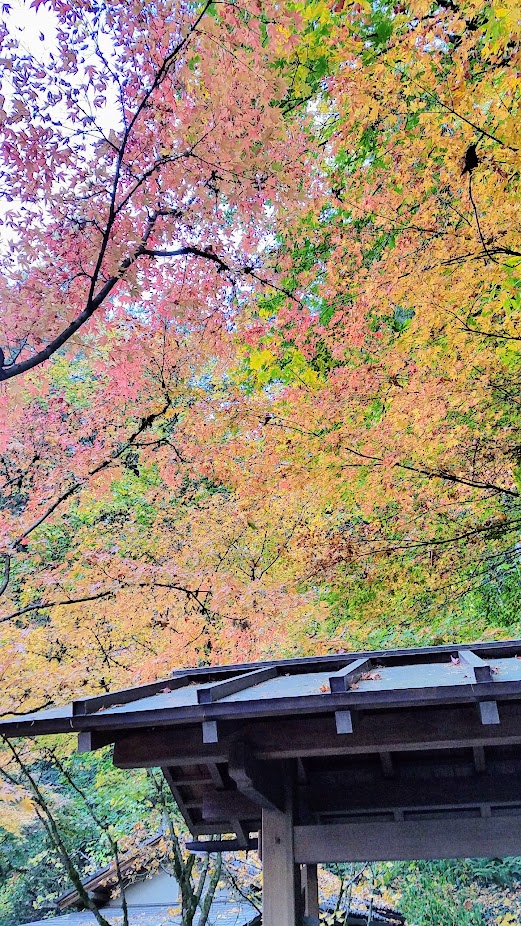 Fall at the Portland Japanese Garden, visiting for Autumn Portland Japanese Garden fall foliage photos on October 2017