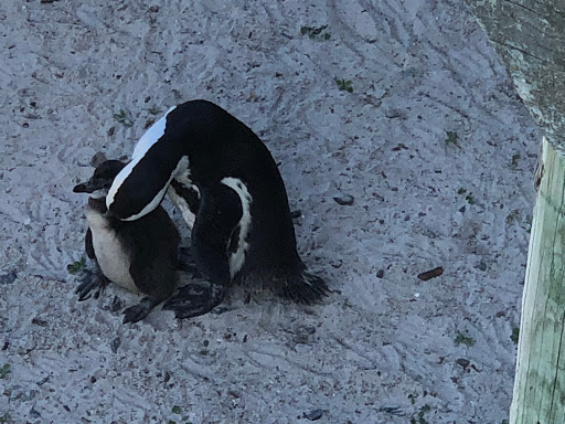 Penguins Cape Town South Africa 2018